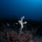 Ghost Pipefish